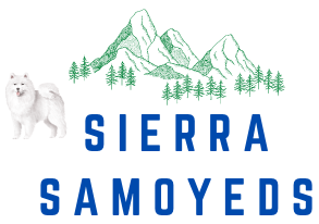 Sierra Samoyeds